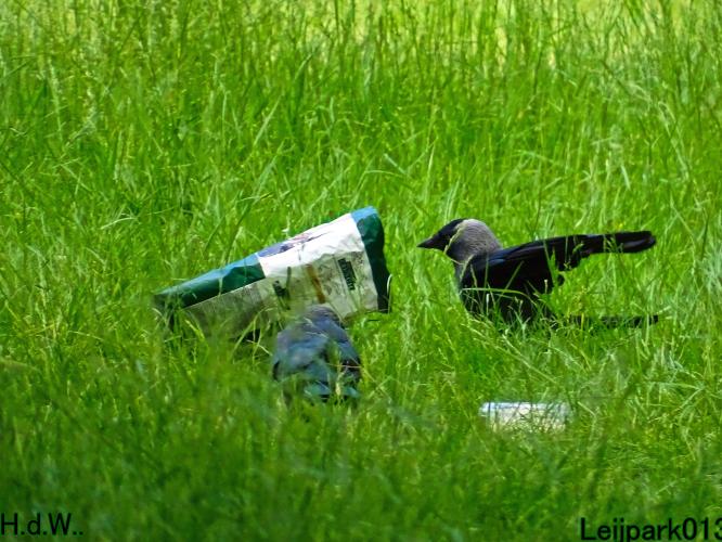 Leijpark013 SNIK SNIK 2 juni 2023 