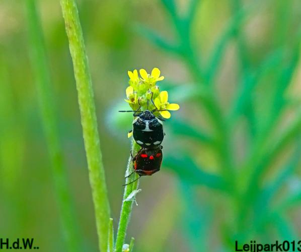 Leijpark013 June 10 & 11 & 12 & 13, 2023 