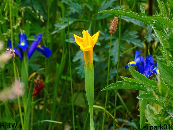 Leijpark013 June 10 & 11 & 12 & 13, 2023 