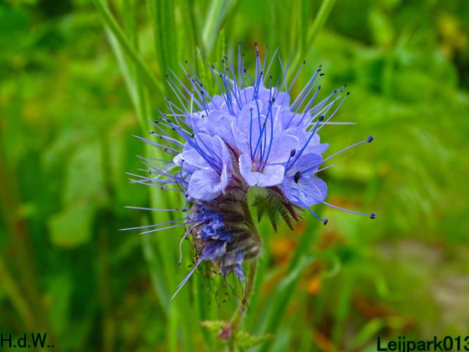 Leijpark013 June 10 & 11 & 12 & 13, 2023 