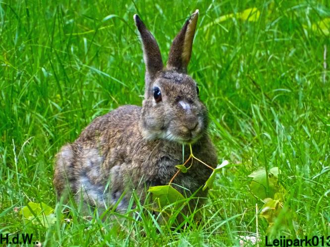 Leijpark013 June 10 & 11 & 12 & 13, 2023 