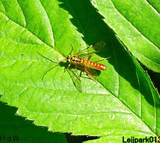 Leijpark013 June 10 & 11 & 12 & 13, 2023 