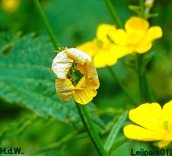 Leijpark013 June 10 & 11 & 12 & 13, 2023 