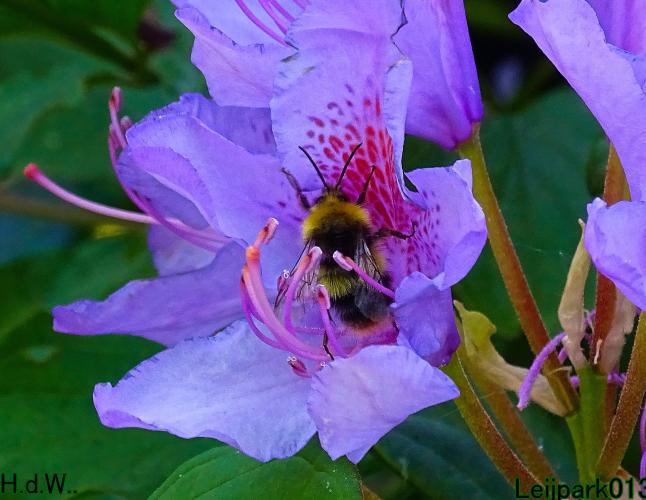 Leijpark013 June 10 & 11 & 12 & 13, 2023 