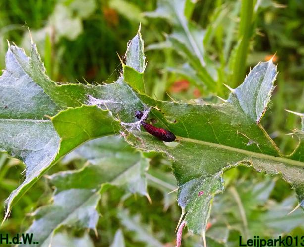 Leijpark013 June 10 & 11 & 12 & 13, 2023 