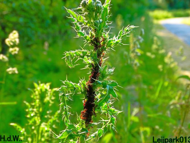 Leijpark013 June 10 & 11 & 12 & 13, 2023 