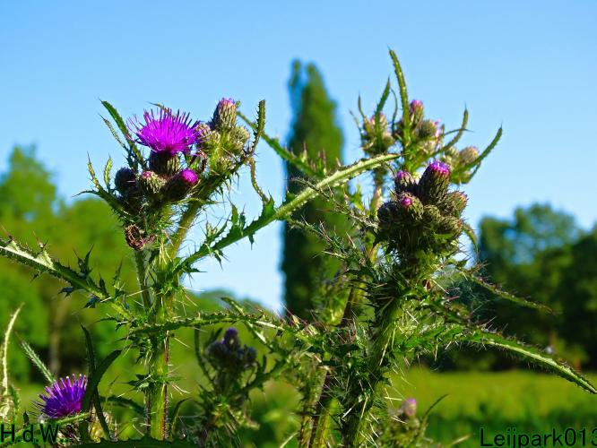 Leijpark013 June 10 & 11 & 12 & 13, 2023 