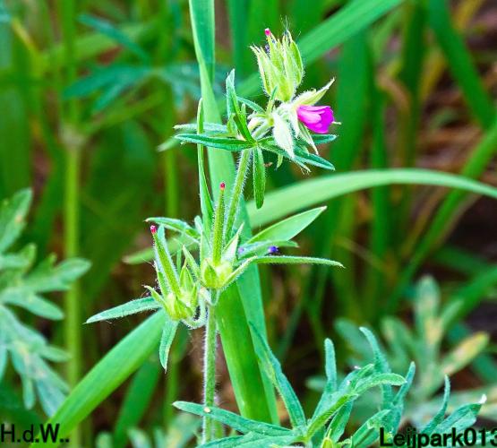 Leijpark013 June 10 & 11 & 12 & 13, 2023 