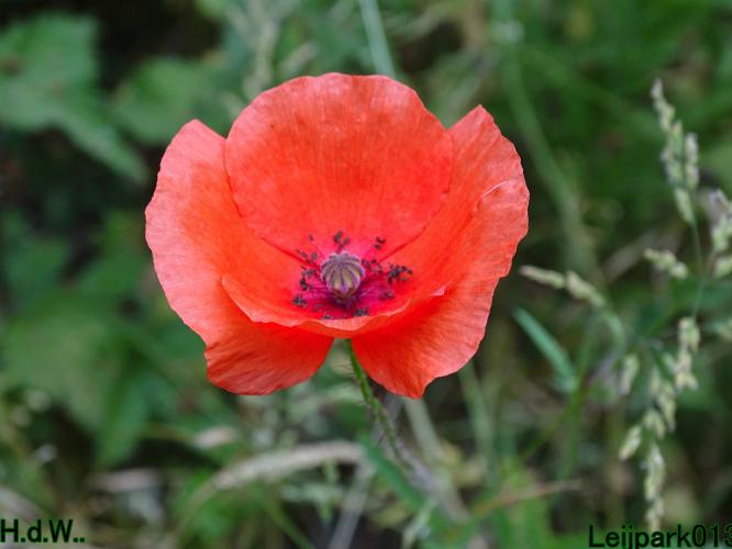 Leijpark013 June 10 & 11 & 12 & 13, 2023 