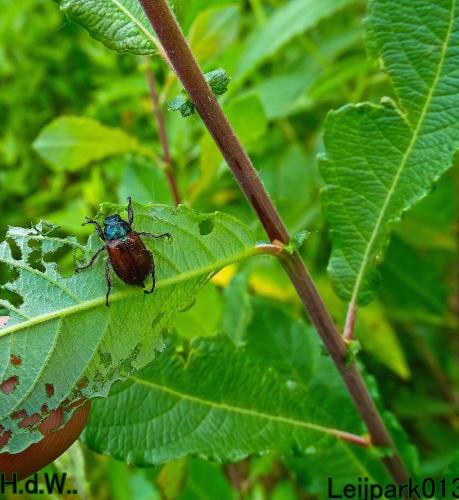 Leijpark013 June 10 & 11 & 12 & 13, 2023 