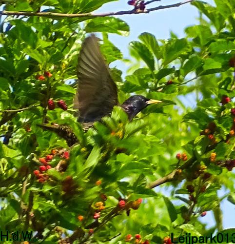 Leijpark013 June 10 & 11 & 12 & 13, 2023 