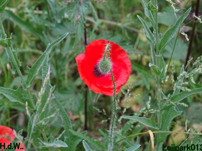 Leijpark013 June 10 & 11 & 12 & 13, 2023 