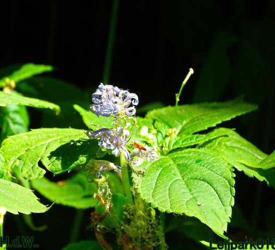 Leijpark013 June 10 & 11 & 12 & 13, 2023 