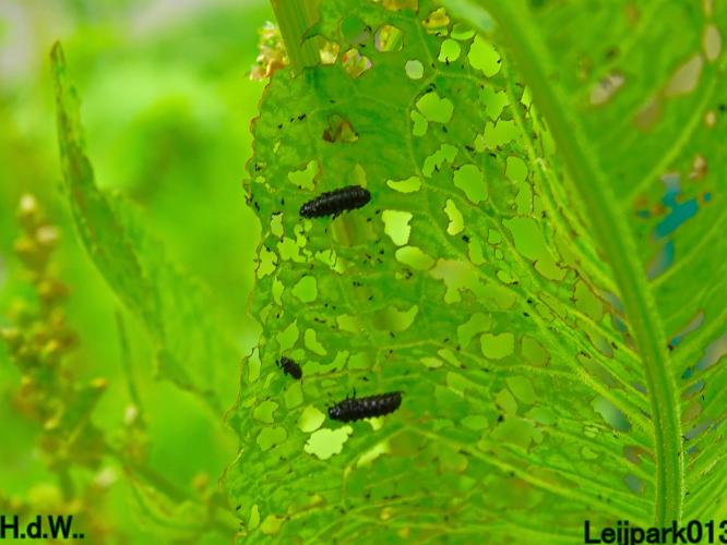 Leijpark013 June 10 & 11 & 12 & 13, 2023 