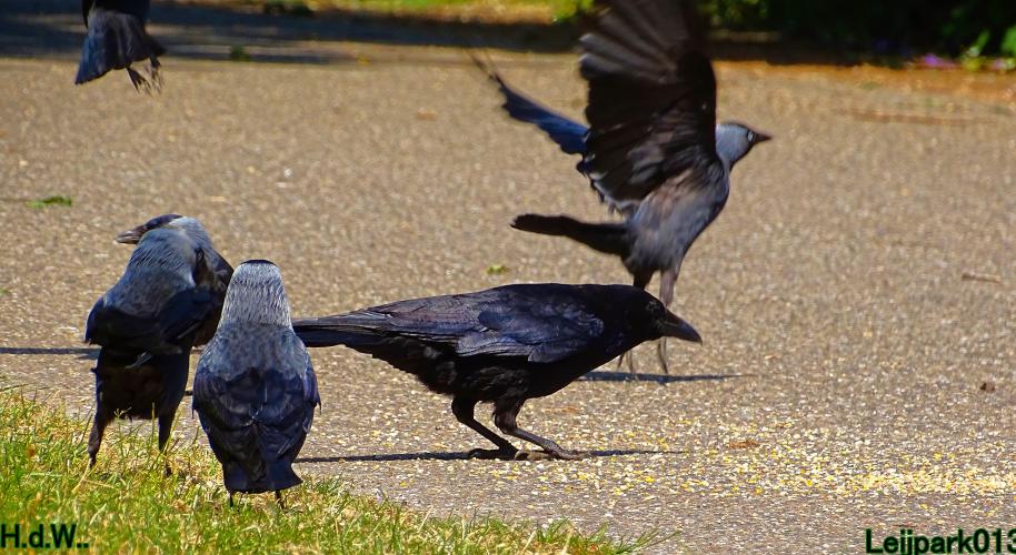 Leijpark013 June 10 & 11 & 12 & 13, 2023 