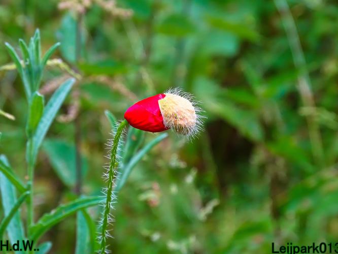 Leijpark013 June 10 & 11 & 12 & 13, 2023 