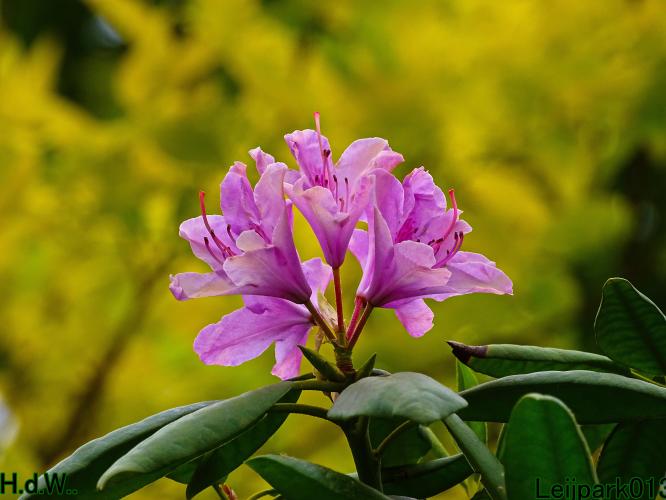 Leijpark013 June 10 & 11 & 12 & 13, 2023 