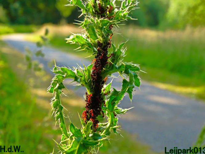 Leijpark013 June 10 & 11 & 12 & 13, 2023 