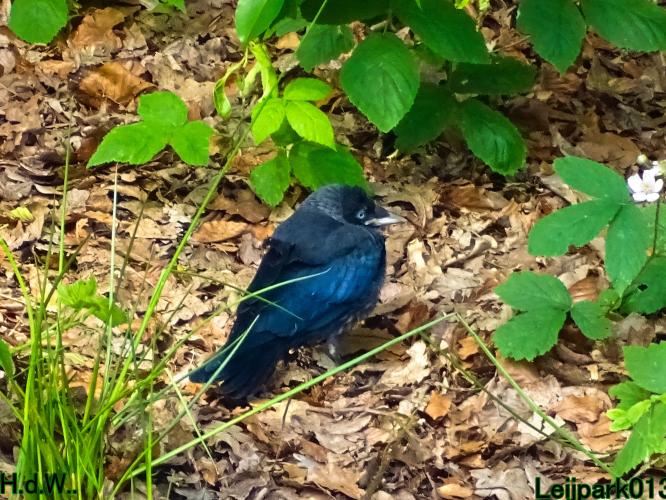 Leijpark013 June 10 & 11 & 12 & 13, 2023 