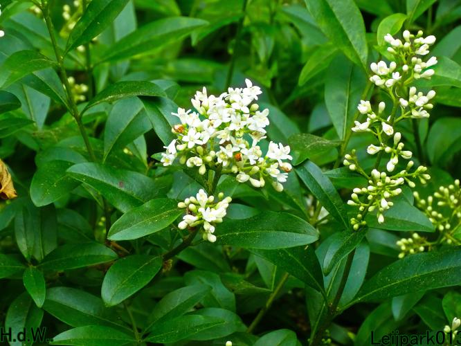 Leijpark013 June 10 & 11 & 12 & 13, 2023 