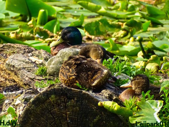 Leijpark013 June 10 & 11 & 12 & 13, 2023 