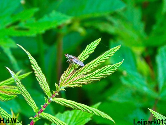 Leijpark013 June 10 & 11 & 12 & 13, 2023 