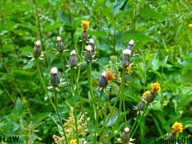 Leijpark013 June 10 & 11 & 12 & 13, 2023 