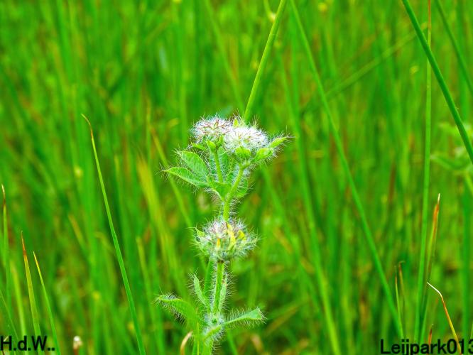 Leijpark013 June 10 & 11 & 12 & 13, 2023 