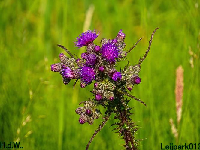 Leijpark013 June 10 & 11 & 12 & 13, 2023 