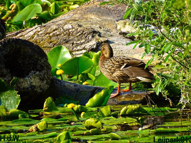 Leijpark013 June 10 & 11 & 12 & 13, 2023 