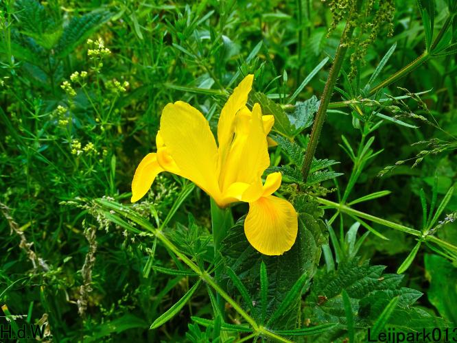 Leijpark013 June 10 & 11 & 12 & 13, 2023 