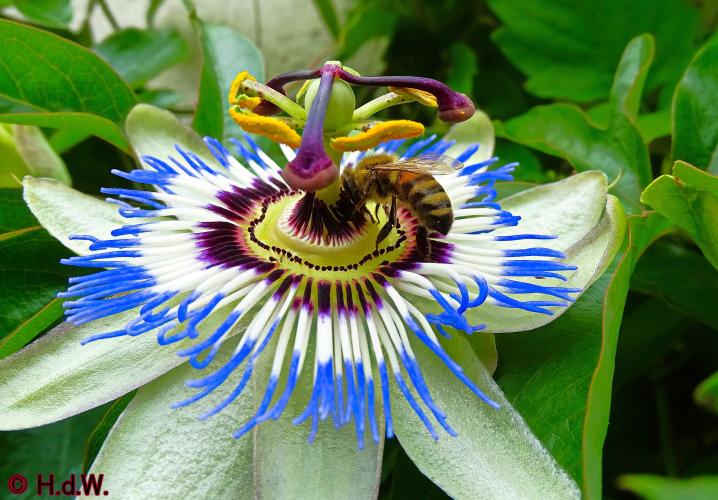 Onze Tuin 3 juli 2023