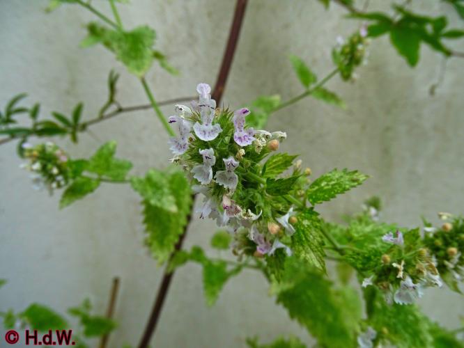 Onze Tuin 3 juli 2023