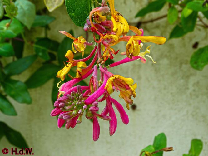 Onze Tuin 3 juli 2023