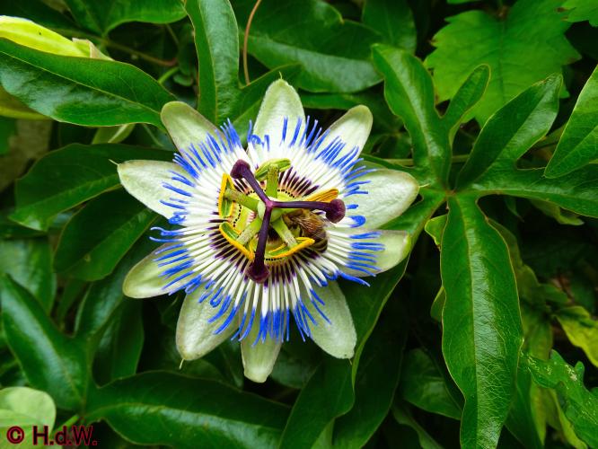 Onze Tuin 3 juli 2023