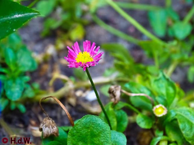 Onze Tuin 3 juli 2023