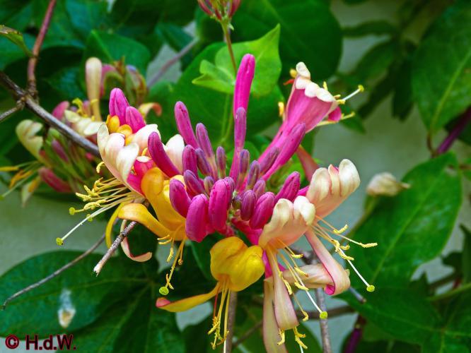 Onze Tuin 3 juli 2023