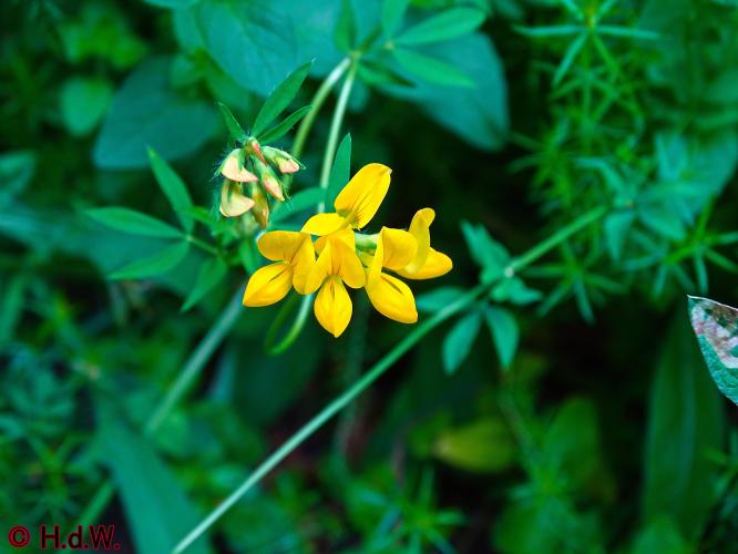 Onze Tuin 3 juli 2023