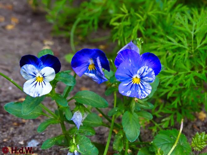 Onze Tuin 3 juli 2023