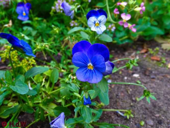 Onze Tuin 3 juli 2023