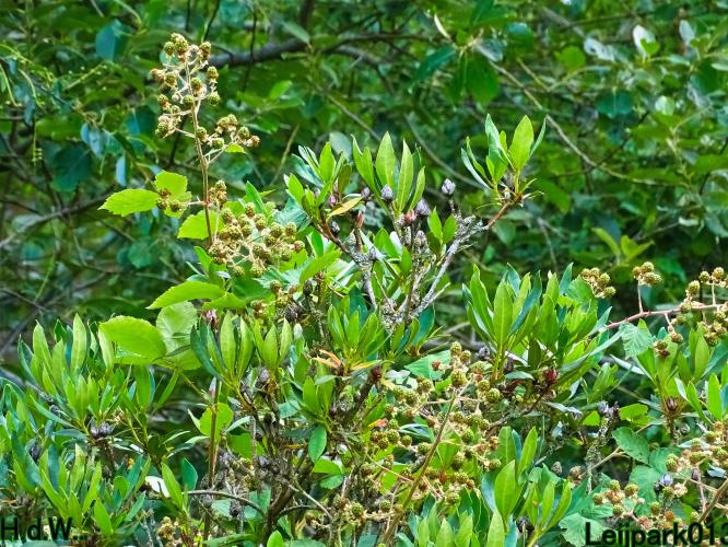 Onze Tuin 3 juli 2023