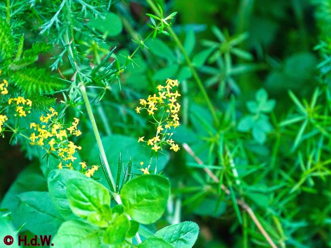 Onze Tuin 3 juli 2023