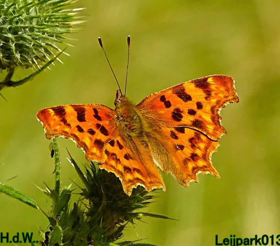 Leijpark013 June 30 & 1 & 2 & 3 July 2023 