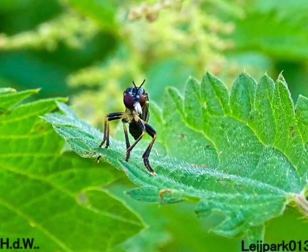 Leijpark013 June 30 & 1 & 2 & 3 July 2023 