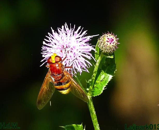 Leijpark013 June 30 & 1 & 2 & 3 July 2023 