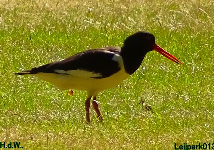 Leijpark013 June 30 & 1 & 2 & 3 July 2023 