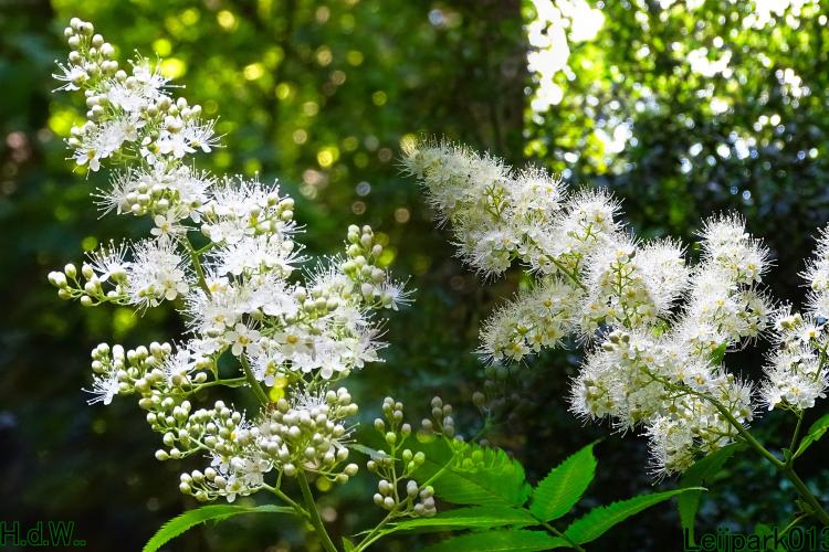 Leijpark013 June 30 & 1 & 2 & 3 July 2023 