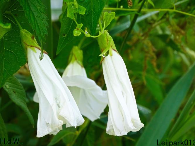 Leijpark013 June 30 & 1 & 2 & 3 July 2023 