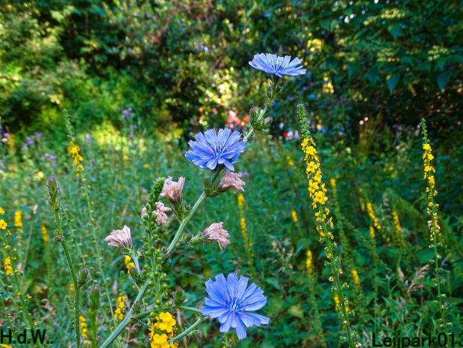 Leijpark013 June 30 & 1 & 2 & 3 July 2023 