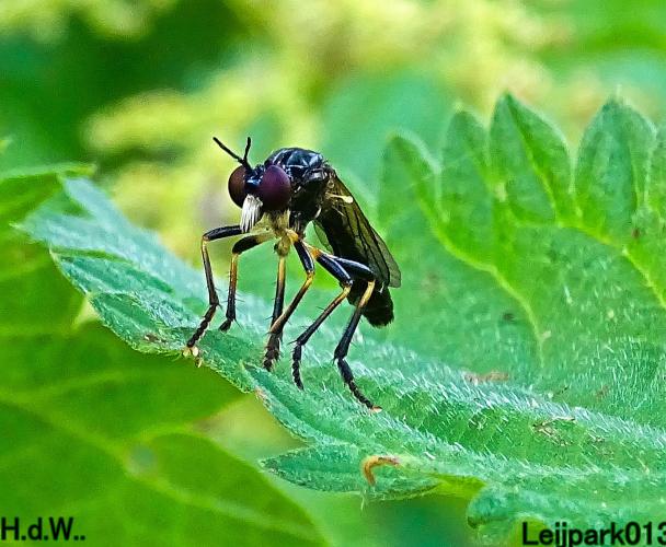 Leijpark013 June 30 & 1 & 2 & 3 July 2023 